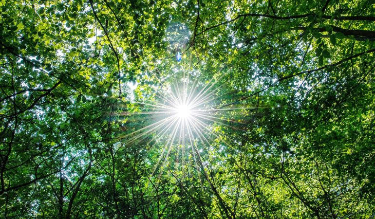 Wie Pflanzen ihre Umgebung wahrnehmen