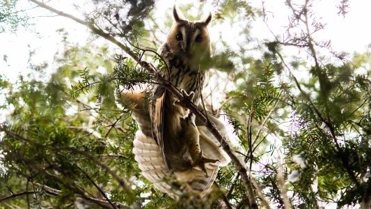 Ein Baum mit vielen Augen