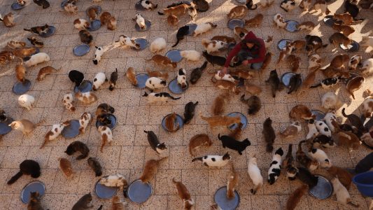 Tiere brauchen Hilfe