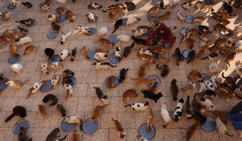 Tiere brauchen Hilfe