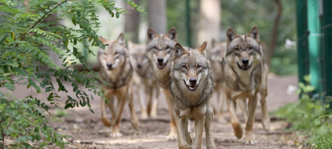 Zweite Chance für Mensch und Wolf