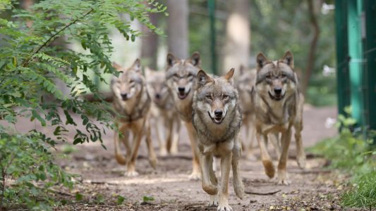 Zweite Chance für Mensch und Wolf