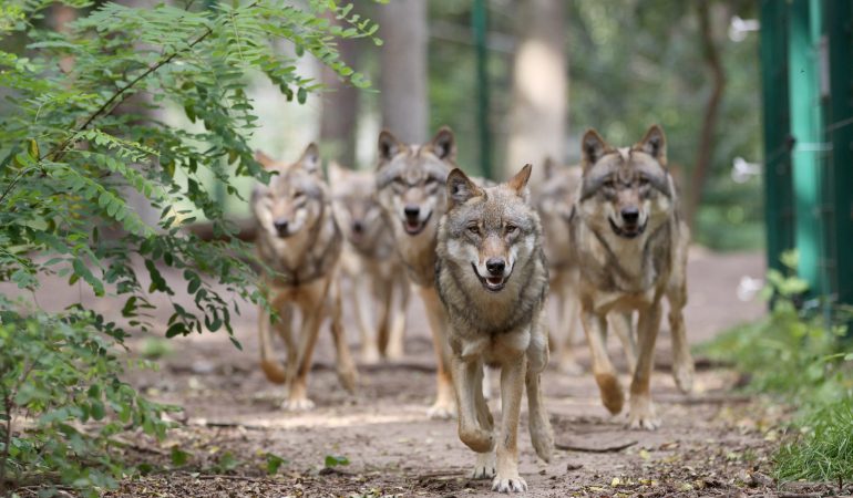 Zweite Chance für Mensch und Wolf