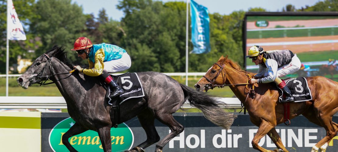 Ein Gestüt mitten in der Stadt