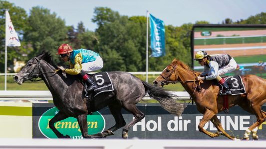 Ein Gestüt mitten in der Stadt