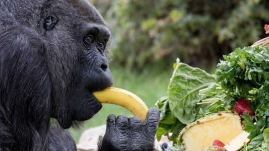 Fressen Affen wirklich so gerne Bananen?