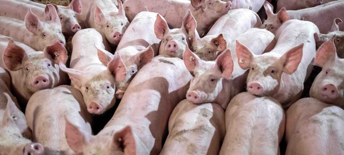 Mit Schweinefleisch geht es los