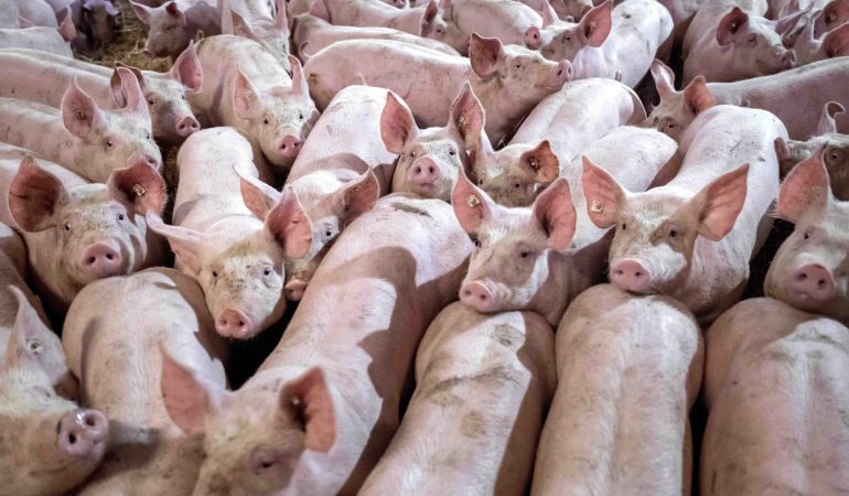 Mit Schweinefleisch geht es los