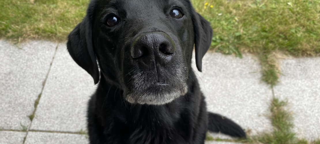 Warum Tiere nicht wie Menschen sprechen