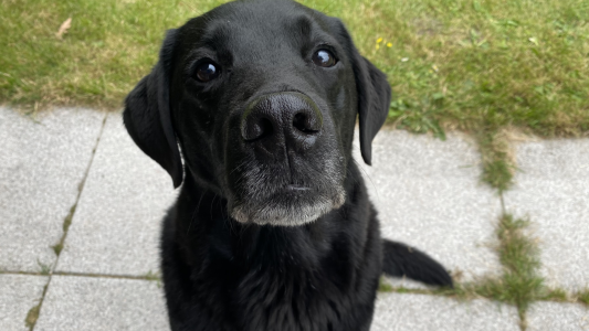 Warum Tiere nicht wie Menschen sprechen