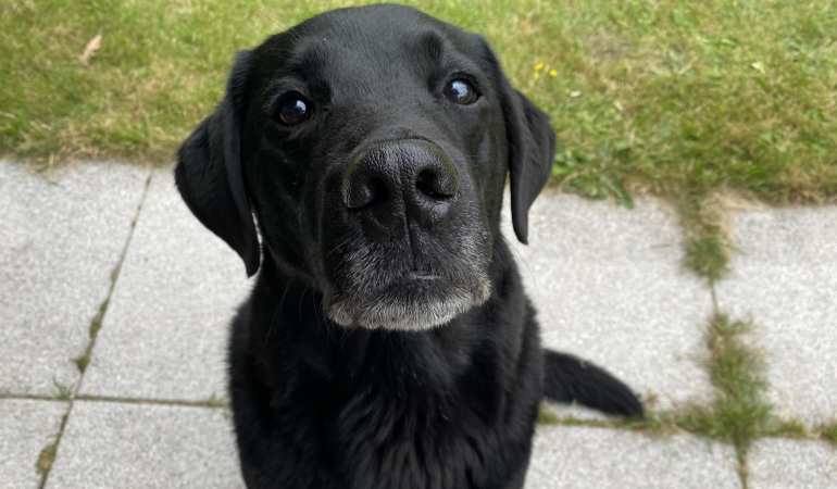 Warum Tiere nicht wie Menschen sprechen