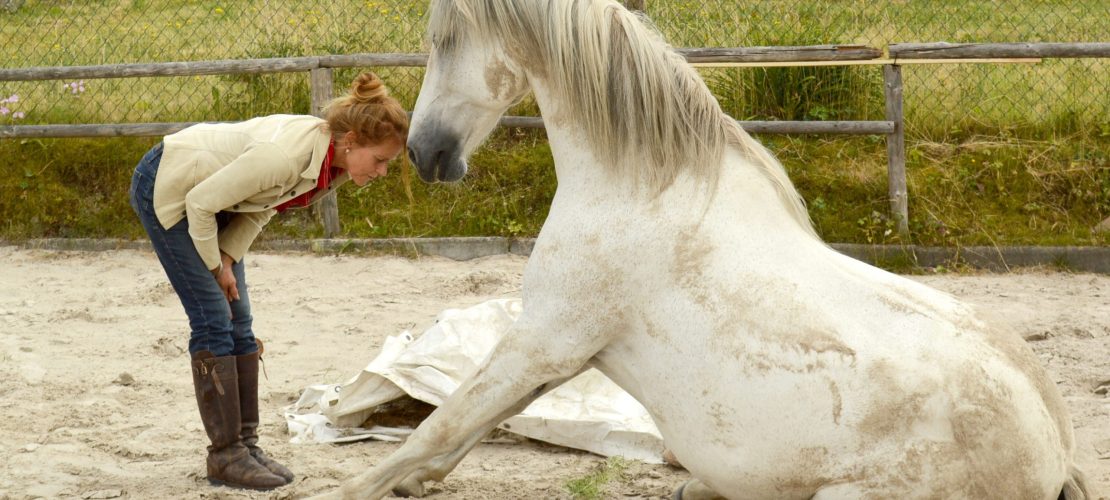 Pferde für den großen Auftritt trainieren