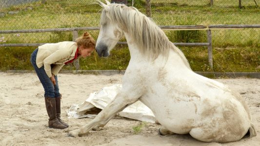 Pferde für den großen Auftritt trainieren