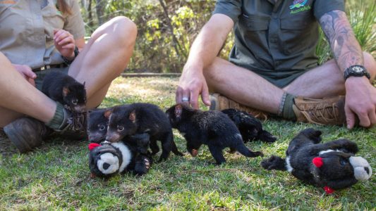 Spiel-Treffen für vier Tasmanische Teufel