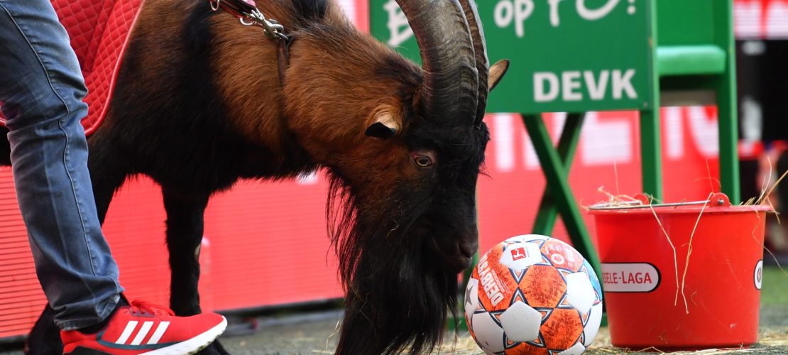 Die bekannteste Ziege der Fußballwelt