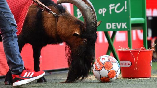 Die bekannteste Ziege der Fußballwelt