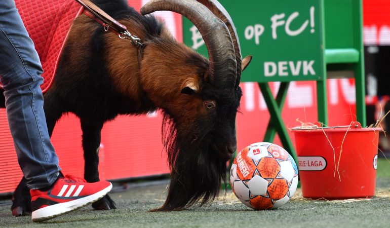 Die bekannteste Ziege der Fußballwelt