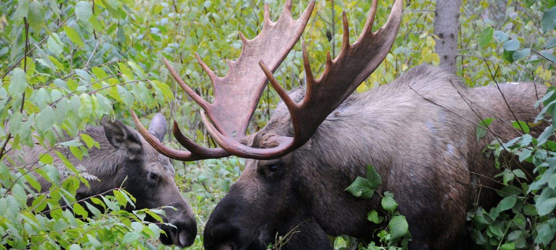 Könige der Wälder: Auf den Spuren von Elchen in Alaska