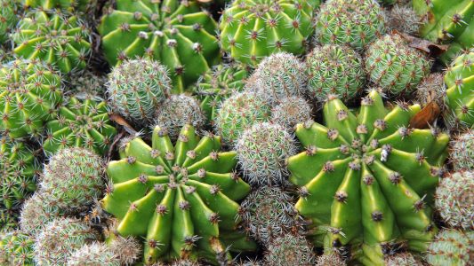 Pflanzen mit Superkräften