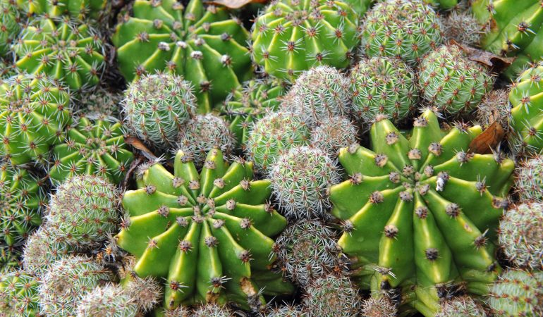 Pflanzen mit Superkräften