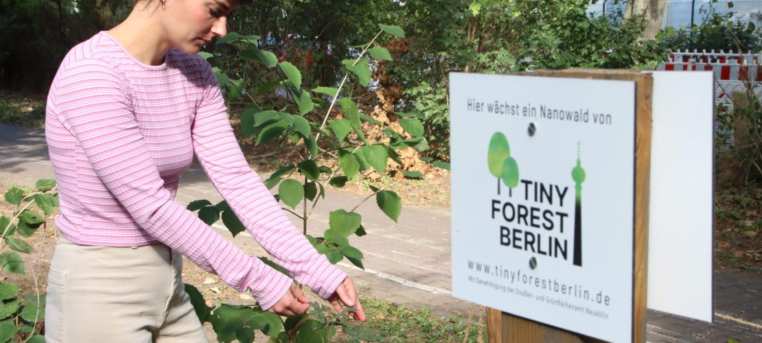 Mini-Wälder in der Stadt