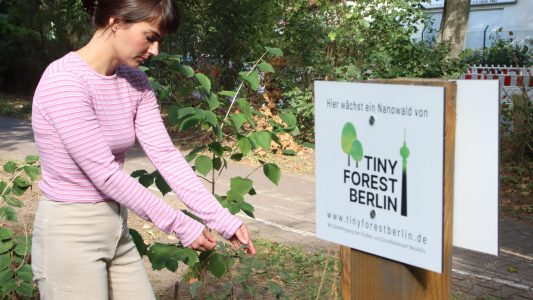 Mini-Wälder in der Stadt