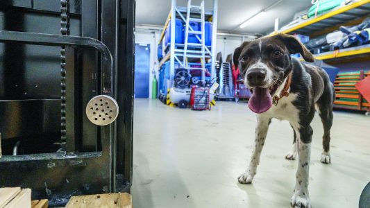 Hund hilft wilden Tieren