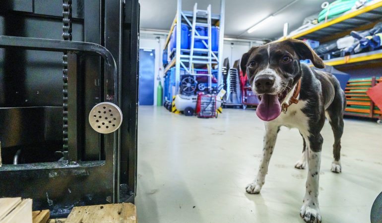Hund hilft wilden Tieren