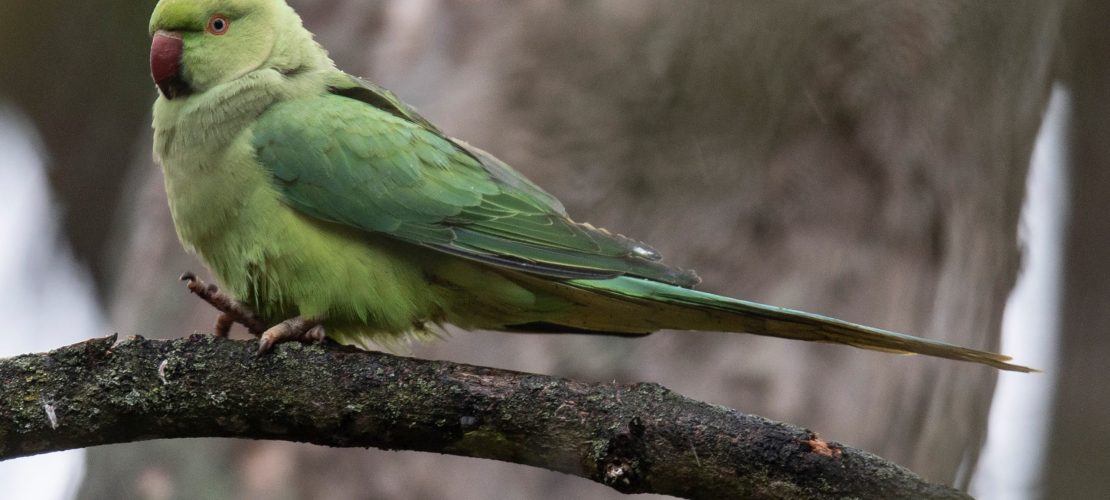 Knallgrün und ganz schön geschwätzig