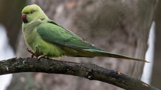Knallgrün und ganz schön geschwätzig