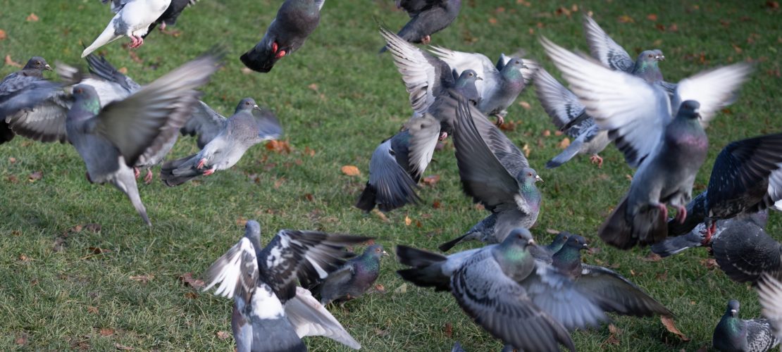Tauben sind die Pokémon der Stadt
