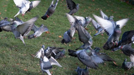 Tauben sind die Pokémon der Stadt