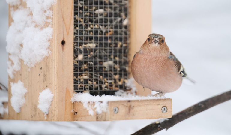 Winter-Buffet für unsere Vögel