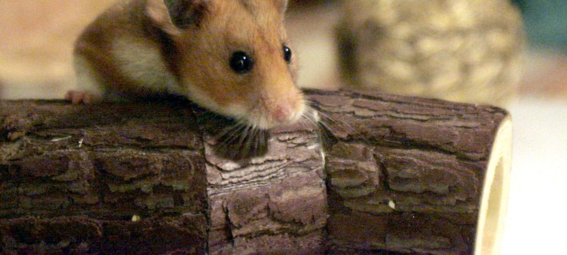Hamster wollen etwas ganz anderes als Kinder