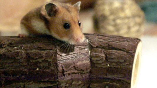 Hamster wollen etwas ganz anderes als Kinder