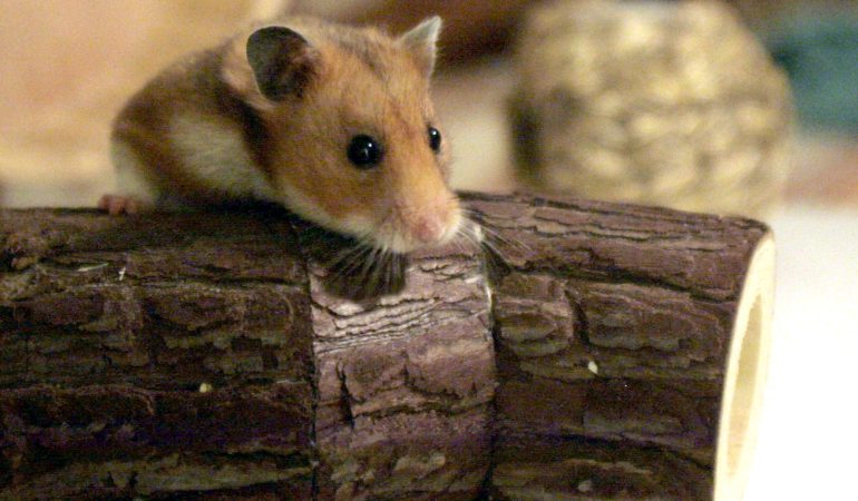Hamster wollen etwas ganz anderes als Kinder