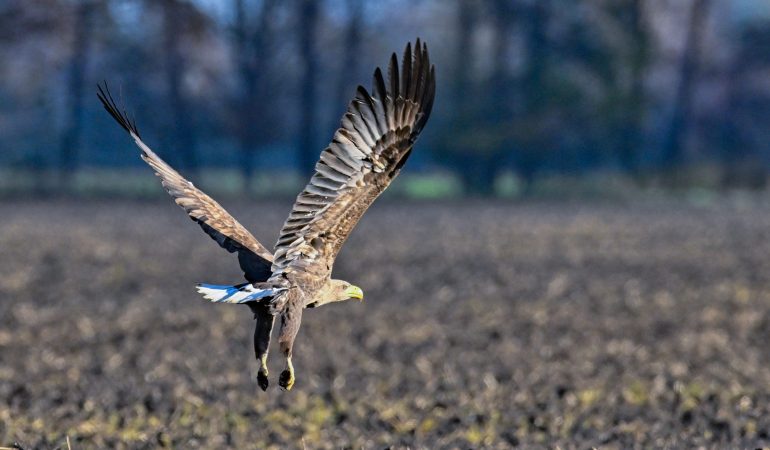 Die Tier-Detektive
