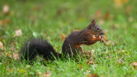 Ausschau halten nach Eichhörnchen