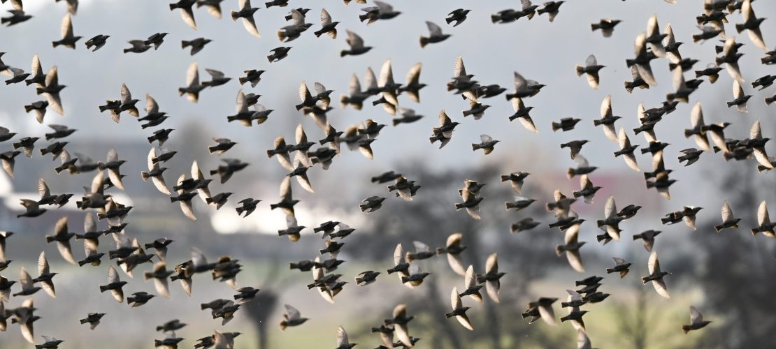 Die Vögel kommen zurück