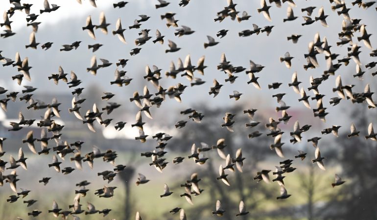 Die Vögel kommen zurück