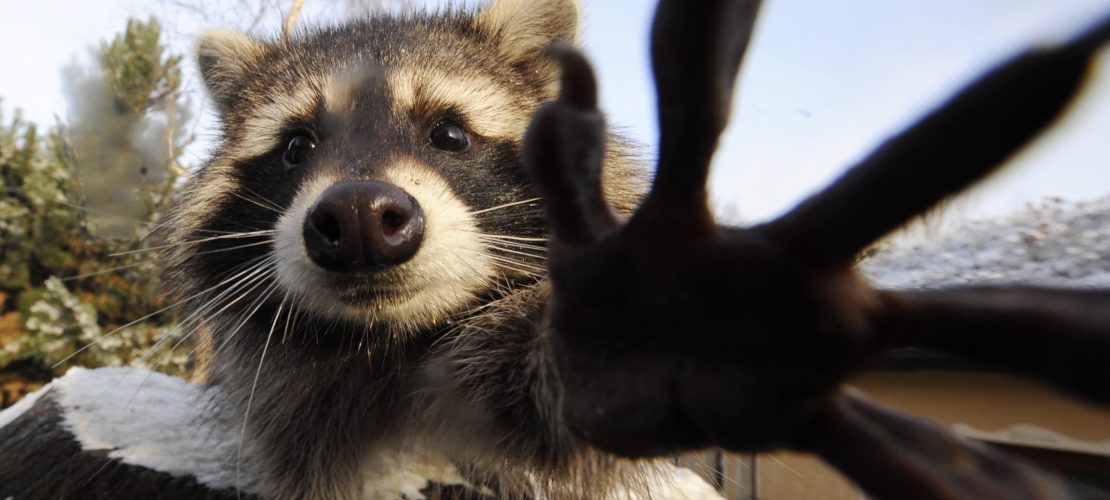 Wie die Waschbären nach Deutschland kamen