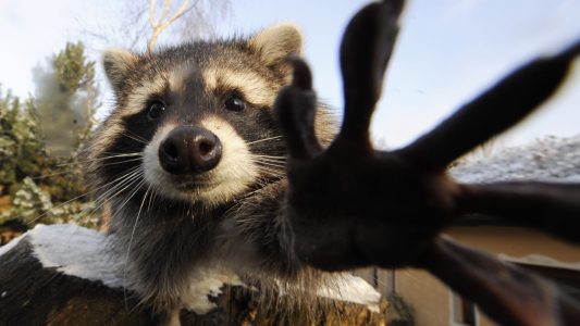 Wie die Waschbären nach Deutschland kamen