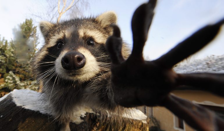 Wie die Waschbären nach Deutschland kamen