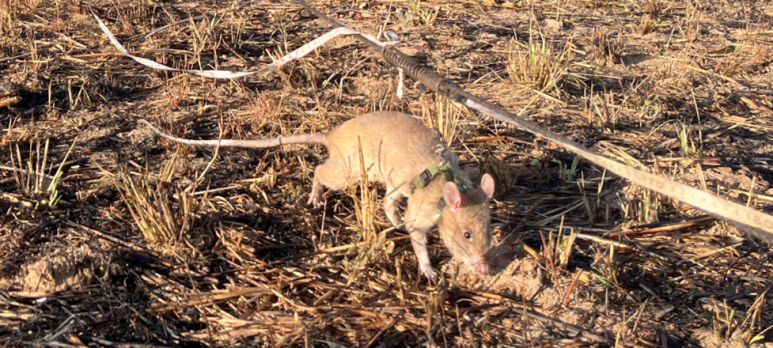 Die schnüffelnden Heldenratten von Angola