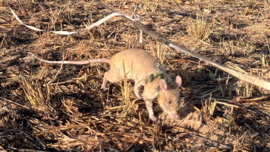Die schnüffelnden Heldenratten von Angola