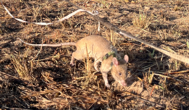 Die schnüffelnden Heldenratten von Angola