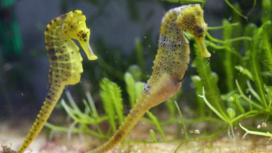 Das Rätsel der Seepferdchen