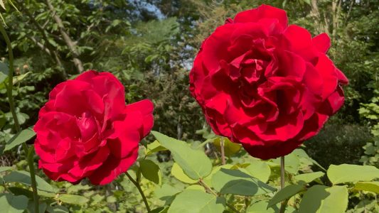Wie riecht der Sommer?
