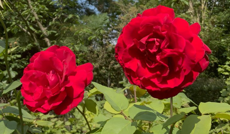 Wie riecht der Sommer?