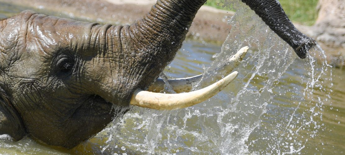 Rüssel hoch und rein ins Wasser